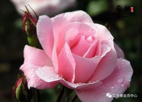 蔷薇花不香，玫瑰花香味淡的原因揭秘