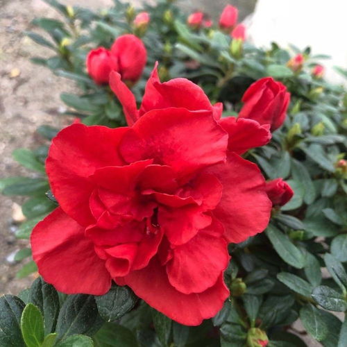 杜鹃花浇水技巧：掌握浇水量，适时补水！