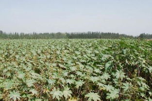 一亩地种蓖麻要多少种子？