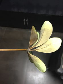 招财树掉叶子怎么办？如何挽救