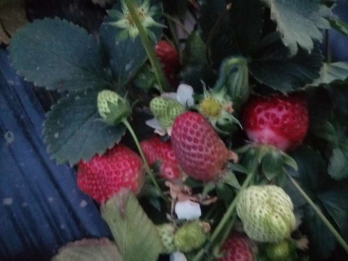 灰霉病防治，还要注意这些