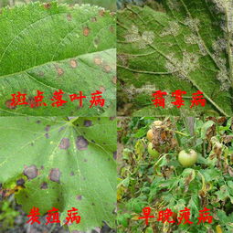 四、 使用方法与注意事项