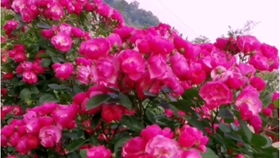 藤本月季拱门，美得让人心动