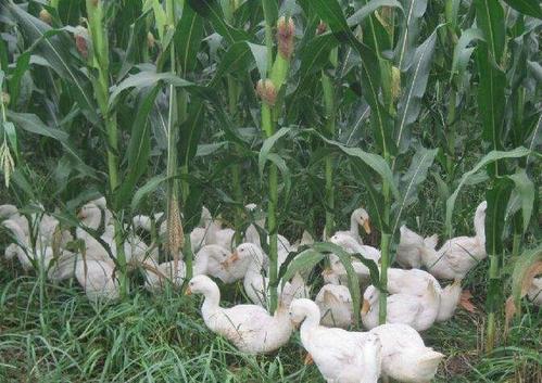 种植密度和时机的重要性