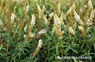 野坝子蜜：一种产自云南的野生蜜源植物蜜