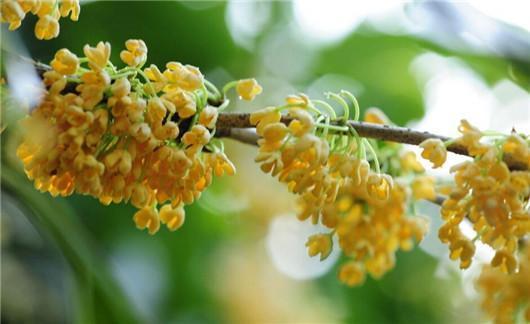 金桂不开花是土壤问题还是病虫害？如何解决金桂不开花的问题