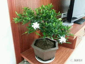 水培转土培， 急救方案