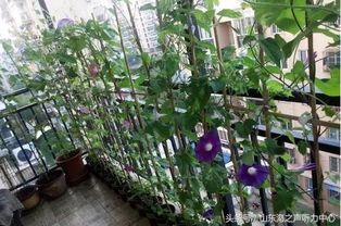 喇叭花在园林中的应用， 美化了环境