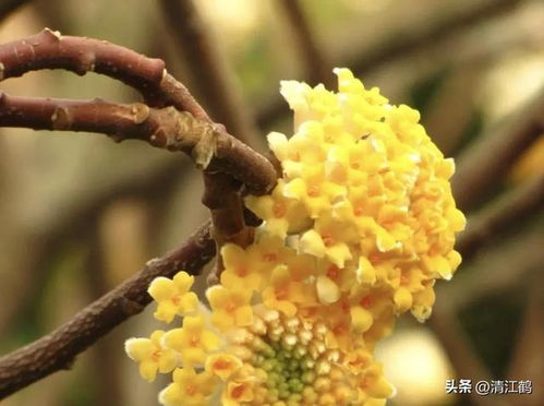 结香树的花期：美丽的季节轮回