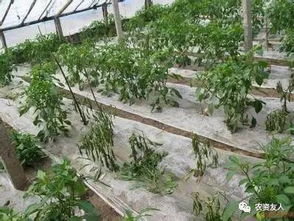 香菜枯萎病防治：快速解决香菜立枯问题