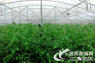 创新卡特兰养殖，打造生态循环农业新模式