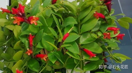 花叶霹雳吊兰如何养殖？适合哪些光照和土壤