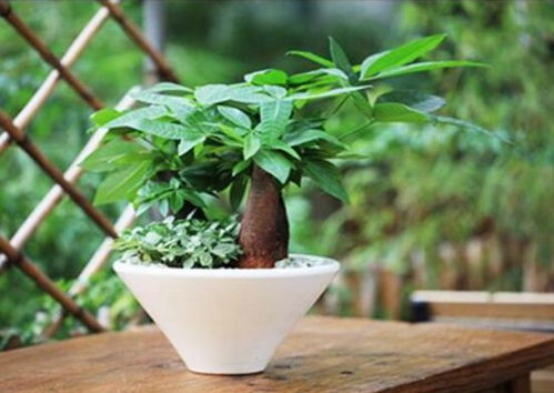 玉兰树最怕干旱环境？如何养护才能枝繁叶茂