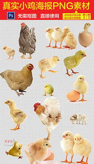 小鸡和大鸡的饲料成分是否相同？