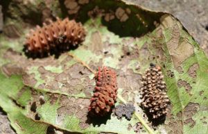 氧化乐果：园林养护中的神秘武器