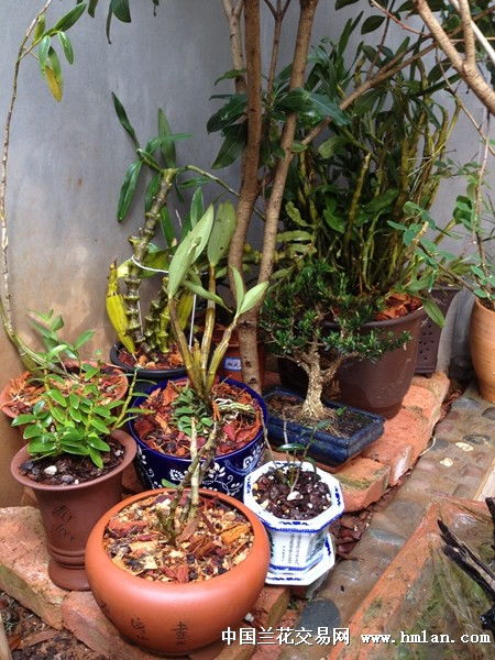 石斛在秋冬季节庭院养护秘籍