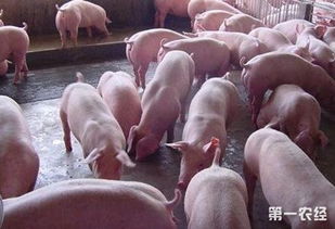 冬季养猪场管理：保暖防寒