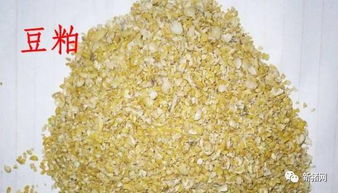 如何准确分辨豆粕的真伪？