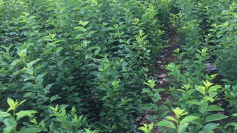 丹参种植的时节奥秘