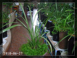 蕙兰种植，植料要选对