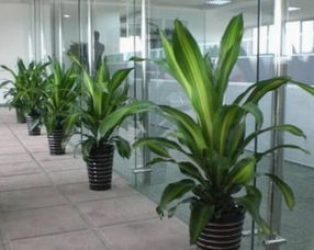 服务特色， 租摆护一条龙