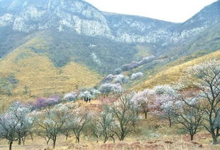 杏树在广西的生存挑战