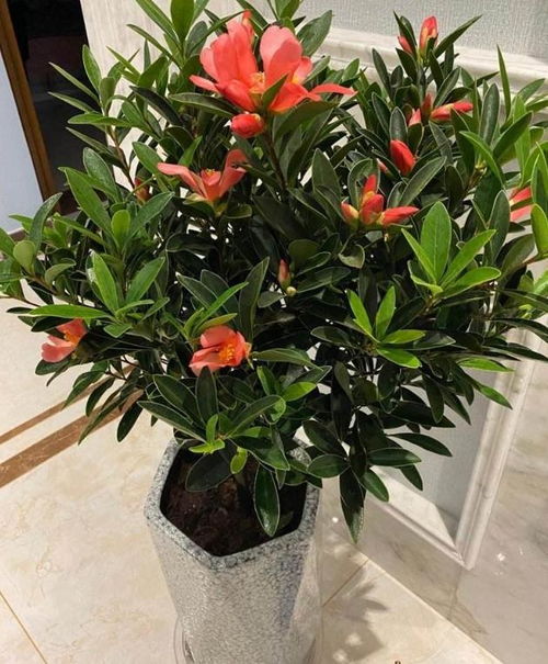 茶花的品种选择