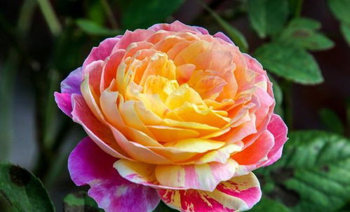 不同品种，不同特点