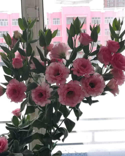 阳台草本花卉养护秘籍大揭秘！