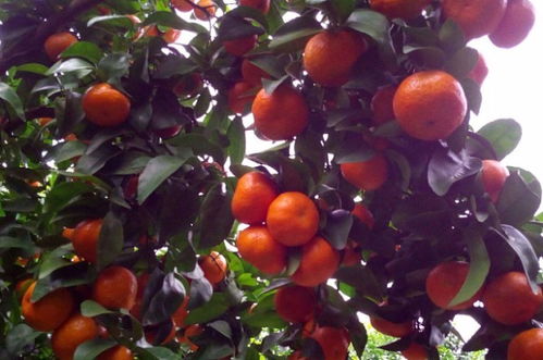 柑橘树：昆明柑橘， 酸酸甜甜