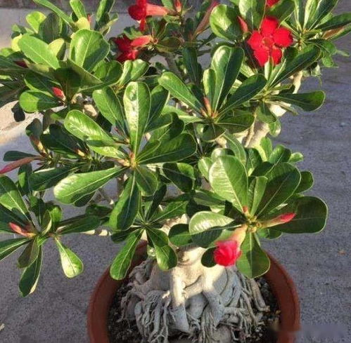 浇水也要堪温度