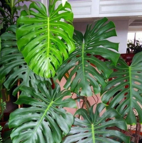 属龙的人适合养啥植物？既旺财又吉利的是哪几种