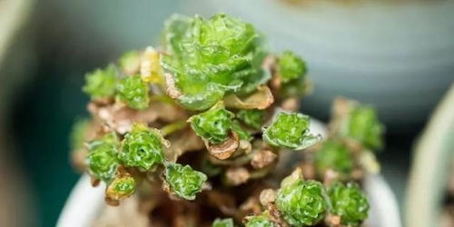 使用百菌清， 这些细节要注意