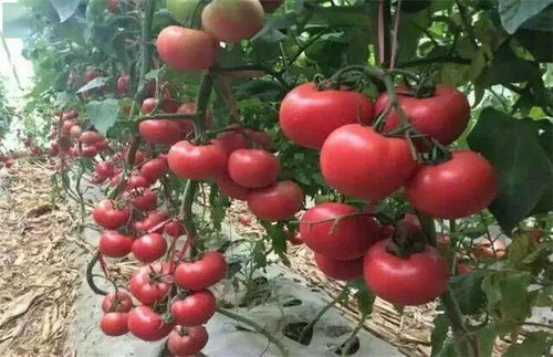 大棚西红柿最佳种植季节是什么时候