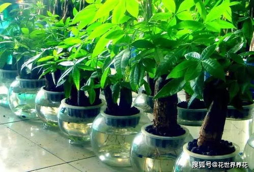 发财树四季宜用复合肥，春夏季增氮