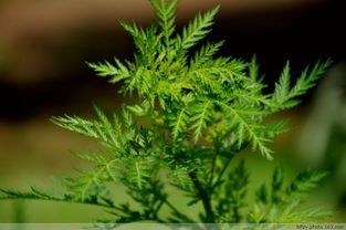 播娘蒿家庭种植难吗？有哪些技巧和常见误区需要注意