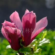 玉兰红的价格探秘