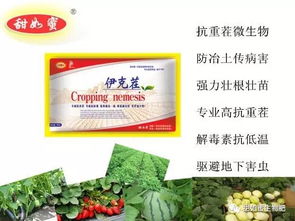 姬玉露烂根后如何正确处理和预防
发生