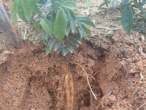 种植重楼，赚钱吗？前景如何？