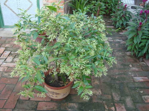 驱蚊盆栽选哪种？这几种植物让蚊子绕道走