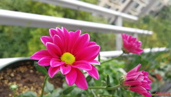 红色花朵品种大盘点