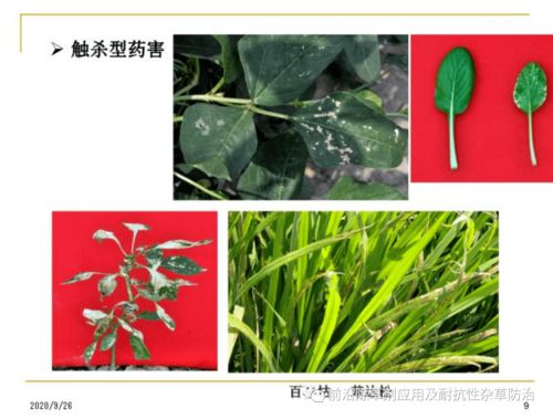 柚子种子种植：浸泡、 换水、种植