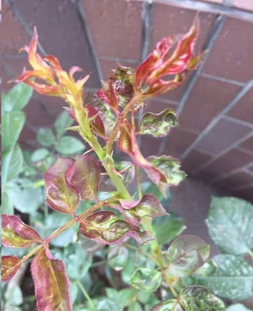 病害严重， 叶子全掉光