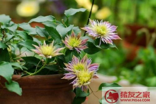 铁线莲：细长的美， 耐寒的强