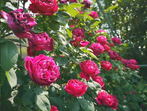 冬季来临前的准备工作