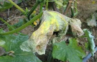 使用甲霜恶霉灵的技巧