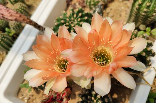 私信TA：成者阝冬天适合养的花卉推荐