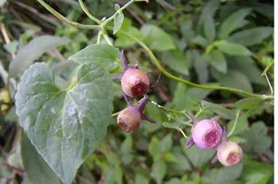 党参种子的小秘密， 林伯告诉我的珍贵宝物