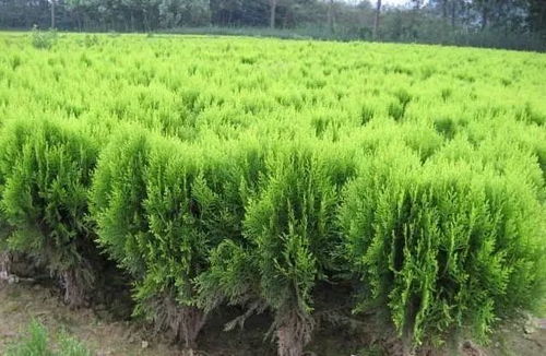 洒金柏：坟地上的金色守护者