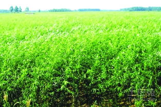 北方种草， 选对草种是关键